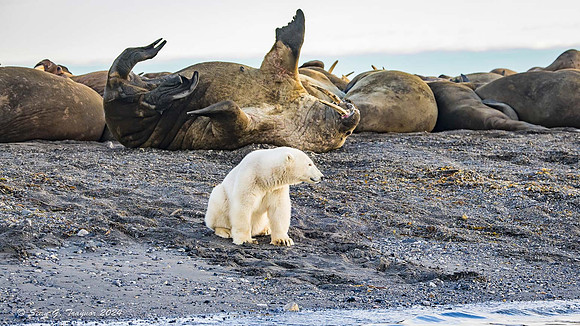 Polar Bears & Walruses