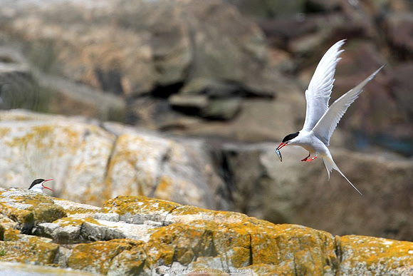 Terns