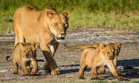 Lions of the Serengeti