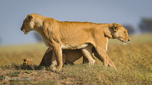 Lions of the Serengeti