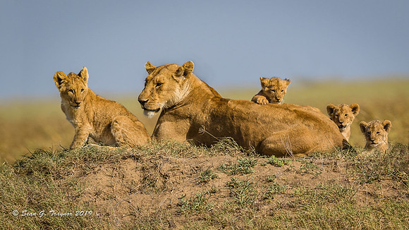 Lions of the Serengeti