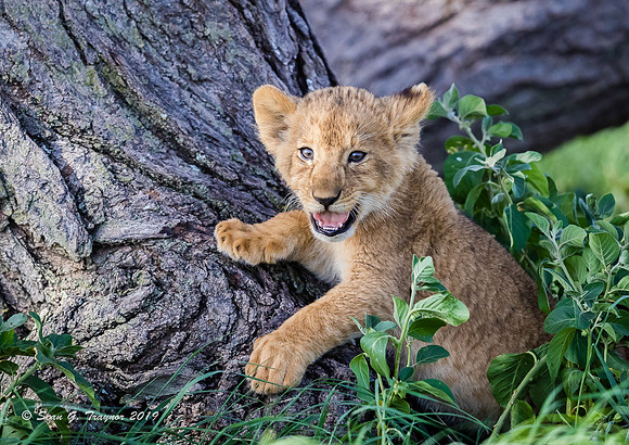 Lions of the Serengeti