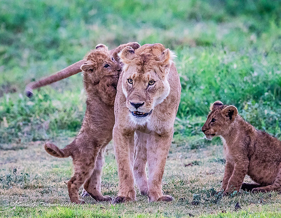 Lions of the Serengeti