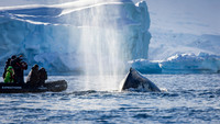 Humpback Whales