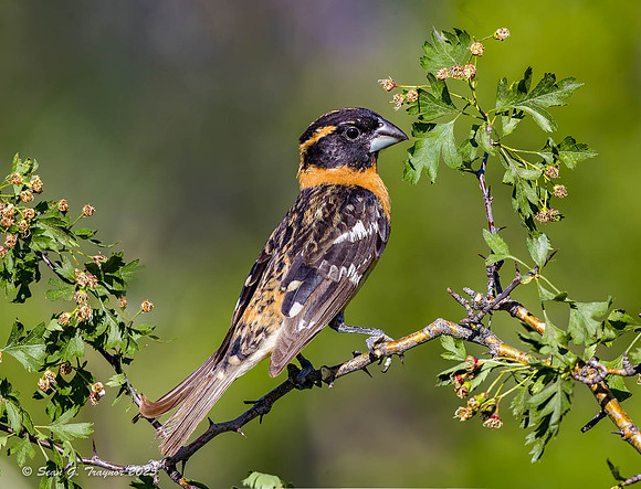 Black-headed Grosbeak,