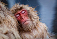Macaque Snow Monkeys
