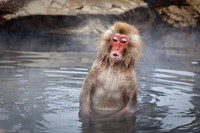 Macaque Snow Monkey