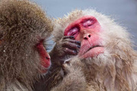 Macaque Snow Monkeys