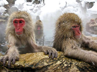 Macaque Snow Monkeys