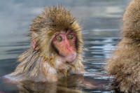 Macaque Snow Monkeys