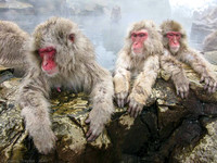 Macaque Snow Monkeys