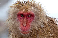 Macaque Snow Monkey