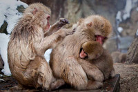 Macaque Snow Monkeys