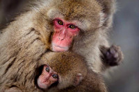 Macaque Snow Monkeys