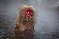 Macaque Snow Monkeys