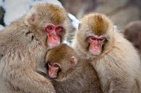 Macaque Snow Monkeys