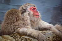 Macaque Snow Monkeys