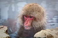 Macaque Snow Monkey