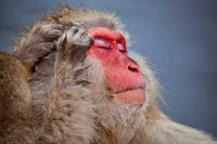 Macaque Snow Monkeys