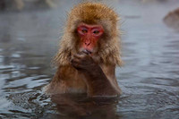 Macaque Snow Monkeys