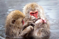 Macaque Snow Monkeys