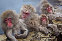 Japan - Snow Monkeys