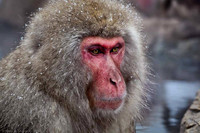 Macaque Snow Monkey
