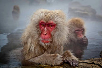 Macaque Snow Monkeys