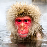 Macaque Snow Monkeys