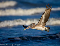 Pelicans