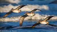 Shore Birds - Florida