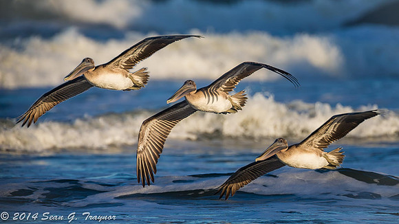 Pelicans