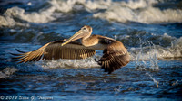 Pelicans
