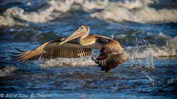 Pelicans