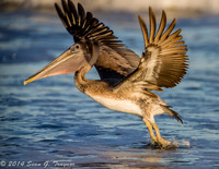 Pelicans