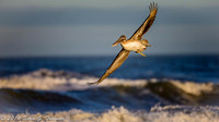 Pelicans