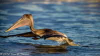 Pelicans