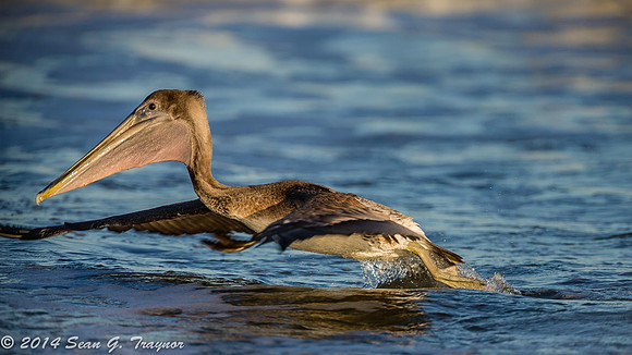 Pelicans