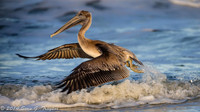 Pelicans