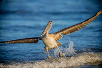 Pelicans