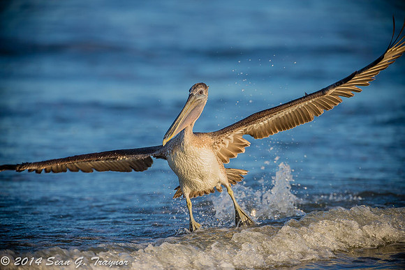 Pelicans