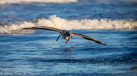Pelicans