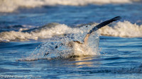 Pelicans