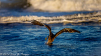 Pelicans