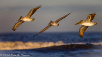 Pelicans
