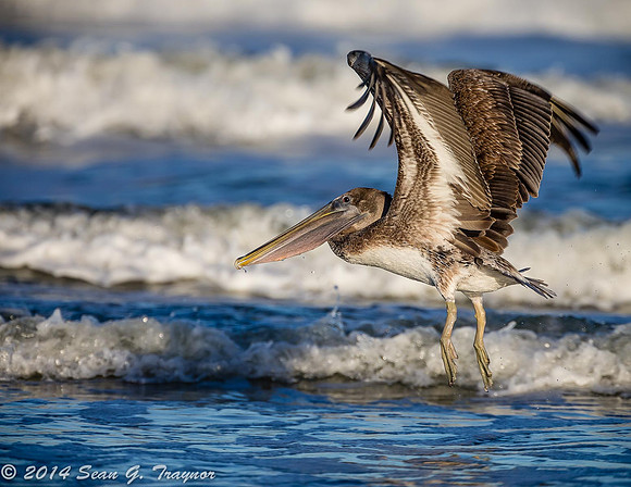 Pelicans