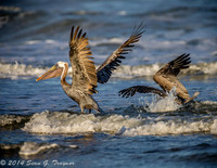 Pelicans