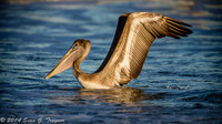 Pelicans