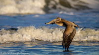 Pelicans