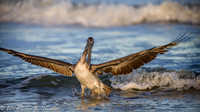 Pelicans